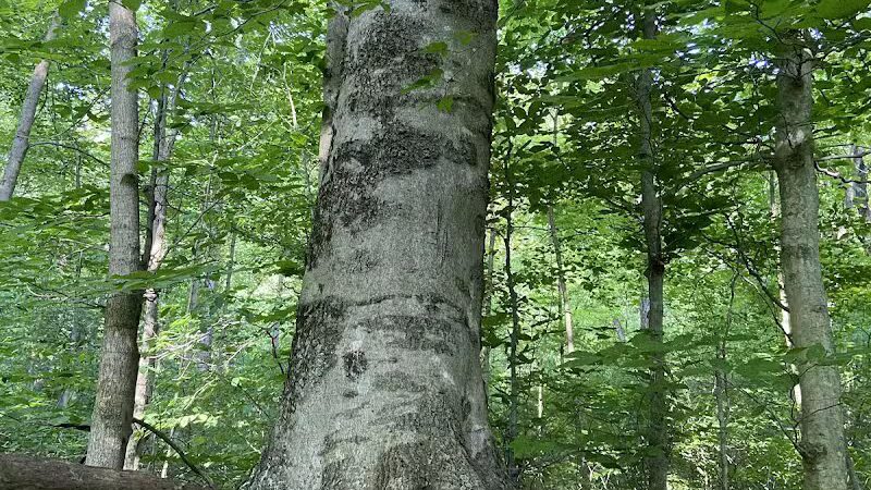 Dowagiac Woods Nature Sanctuary - Dowagiac,