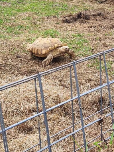 Hidden Acres - Dowagiac,