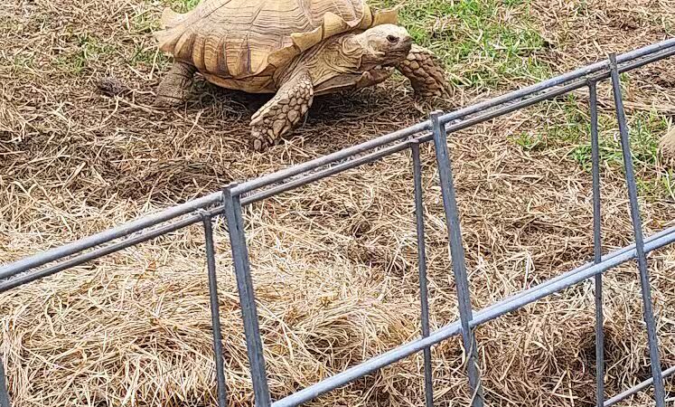 Hidden Acres - Dowagiac,