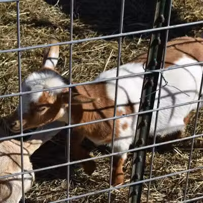 Hidden Acres - Dowagiac,