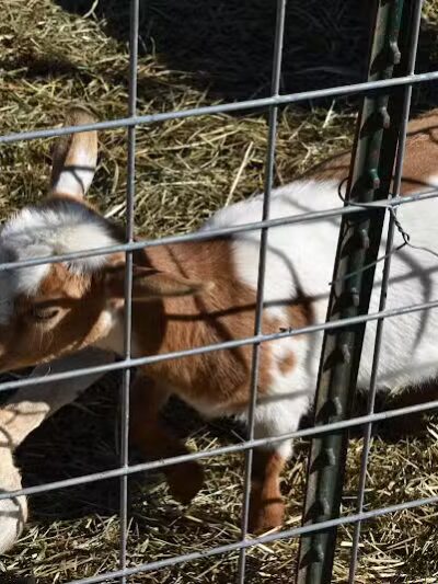 Hidden Acres - Dowagiac,