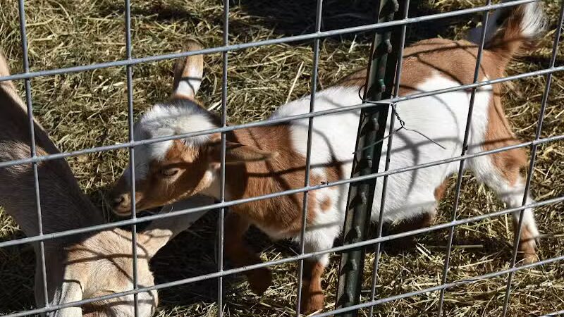 Hidden Acres - Dowagiac,