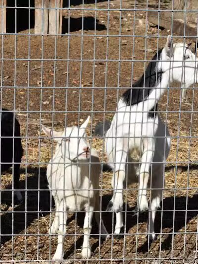 Hidden Acres - Dowagiac,