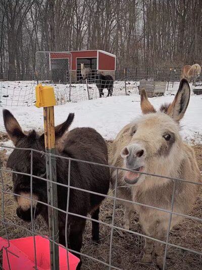 Hidden Acres - Dowagiac,