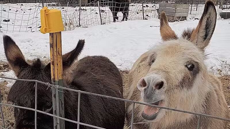 Hidden Acres - Dowagiac,