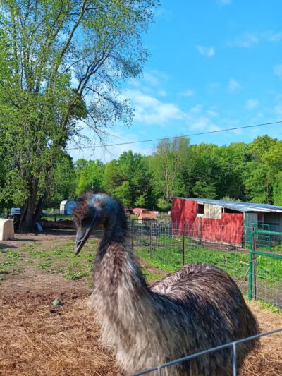 Hidden Acres - Dowagiac,