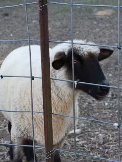 Hidden Acres - Dowagiac,