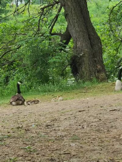 James Heddon Park - Dowagiac,