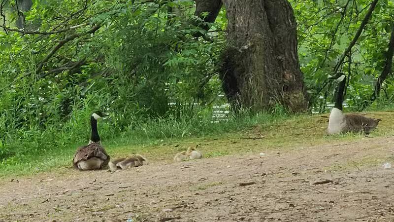 James Heddon Park - Dowagiac,
