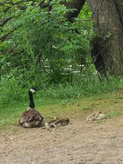 James Heddon Park - Dowagiac,