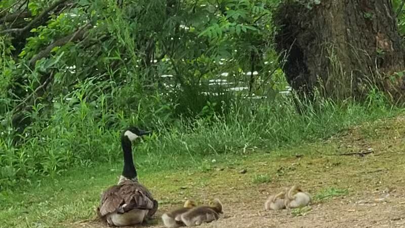 James Heddon Park - Dowagiac,