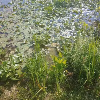 James Heddon Park - Dowagiac,