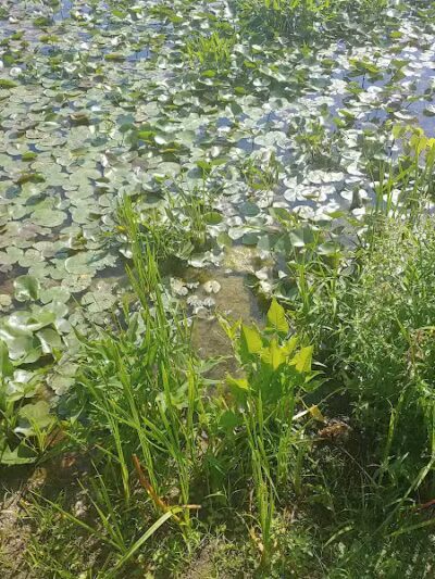 James Heddon Park - Dowagiac,