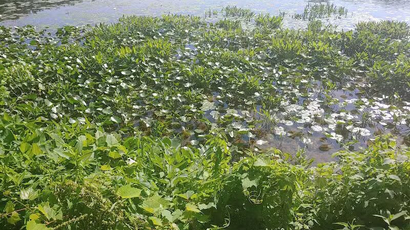 James Heddon Park - Dowagiac,