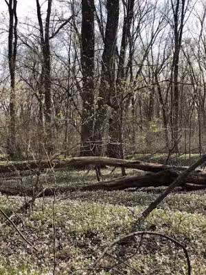 Dowagiac Woods - Dowagiac,