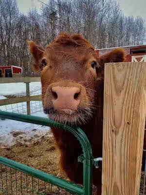 Hidden Acres - Dowagiac,