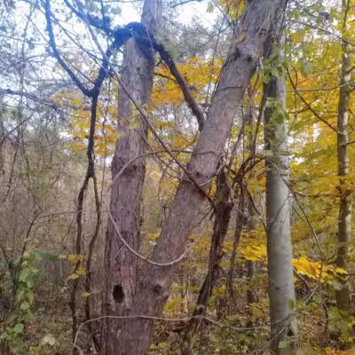 Rudolphi Wildlife Refuge - Dowagiac,