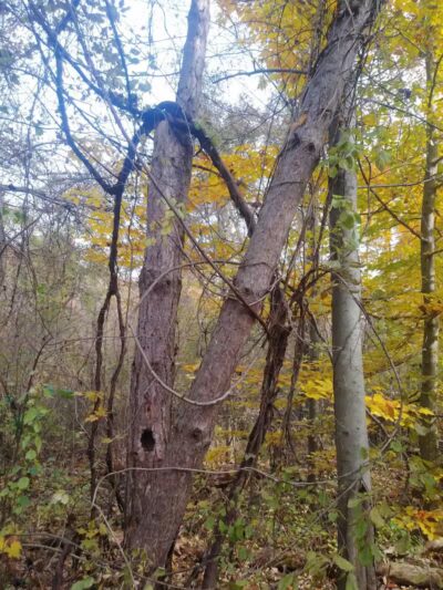 Rudolphi Wildlife Refuge - Dowagiac,