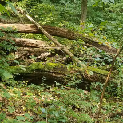 Rudolphi Wildlife Refuge - Dowagiac,