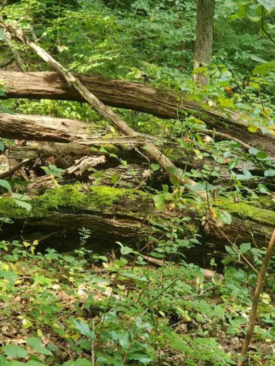 Rudolphi Wildlife Refuge - Dowagiac,