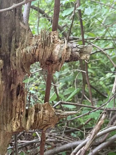 Rudolphi Wildlife Refuge - Dowagiac,