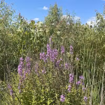 Russom Park - Dowagiac,