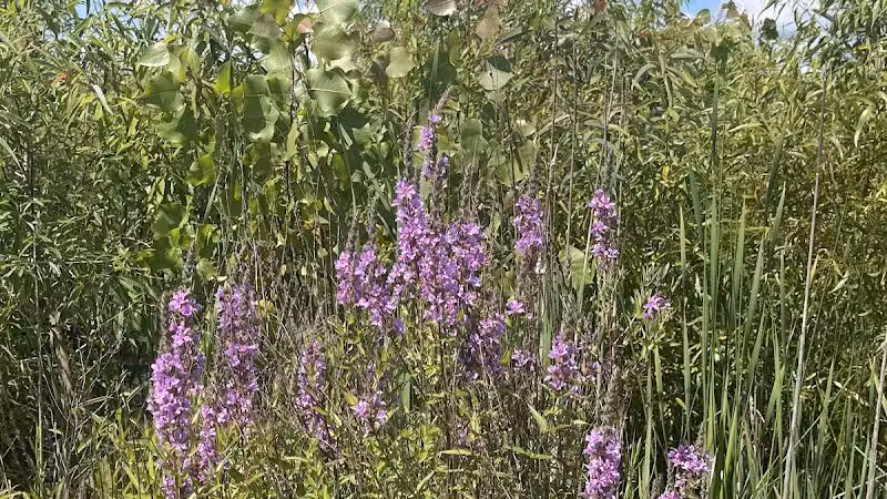 Russom Park - Dowagiac,