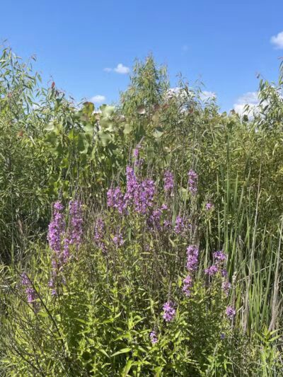 Russom Park - Dowagiac,