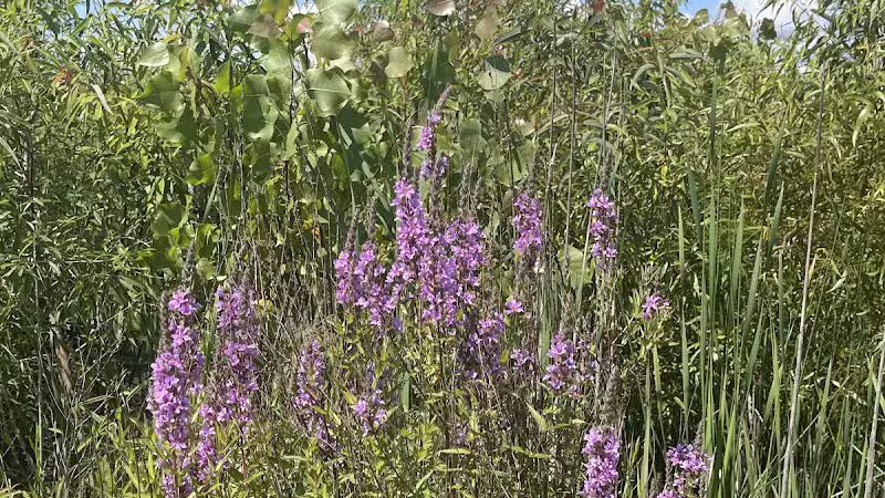 Russom Park - Dowagiac,