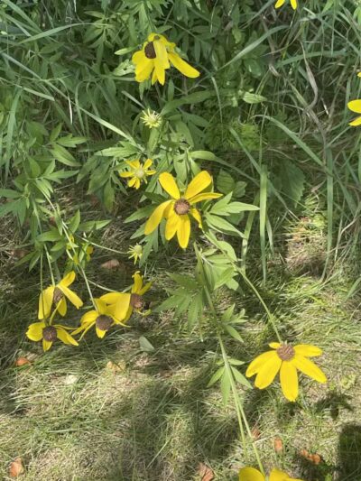 Russom Park - Dowagiac,