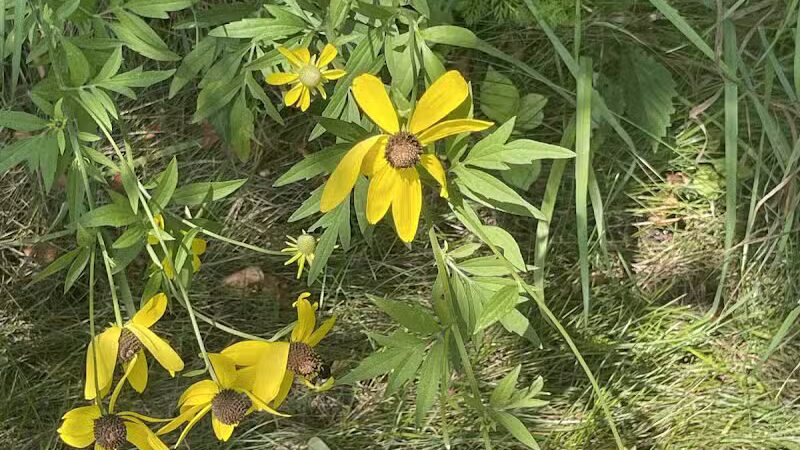 Russom Park - Dowagiac,