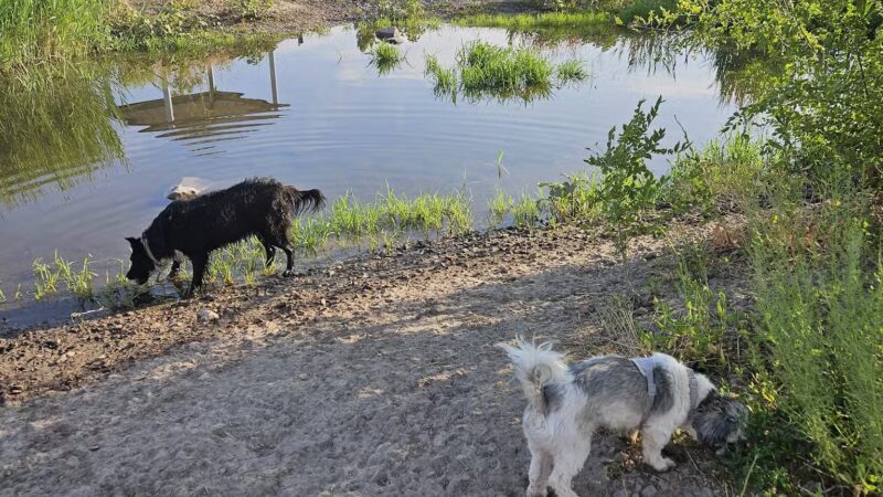 Draper Dayland Dog Park - Draper, UT