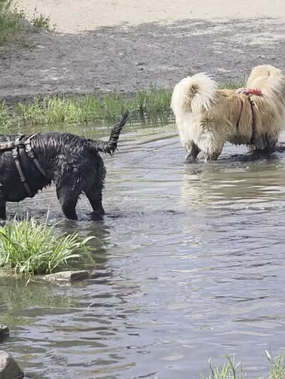 Draper Dayland Dog Park - Draper, UT