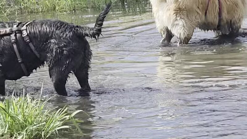 Draper Dayland Dog Park - Draper, UT