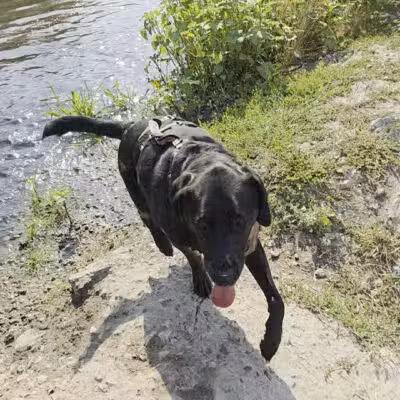 Draper Dayland Dog Park - Draper, UT