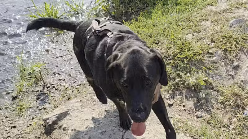 Draper Dayland Dog Park - Draper, UT