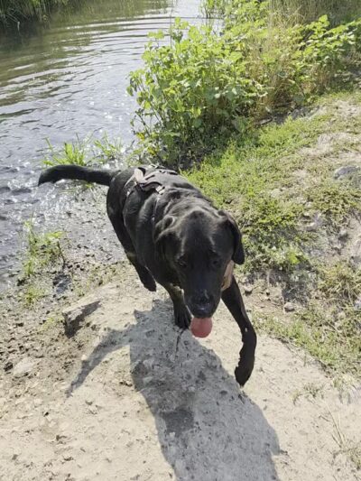 Draper Dayland Dog Park - Draper, UT