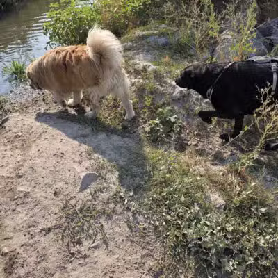 Draper Dayland Dog Park - Draper, UT