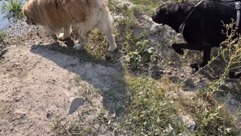 Draper Dayland Dog Park - Draper, UT