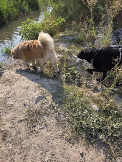 Draper Dayland Dog Park - Draper, UT