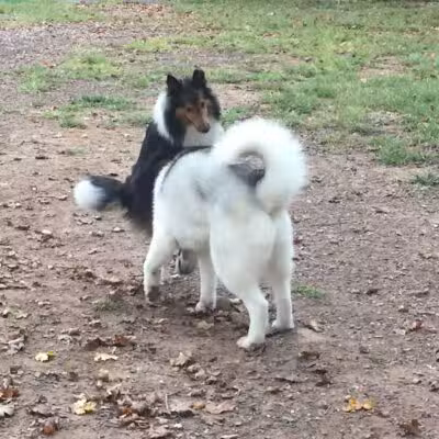 Twining Valley Dog Park - Dresher,