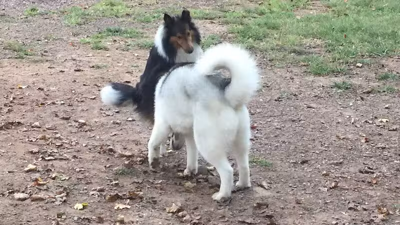 Twining Valley Dog Park - Dresher,