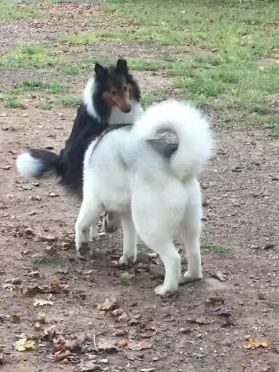 Twining Valley Dog Park - Dresher,