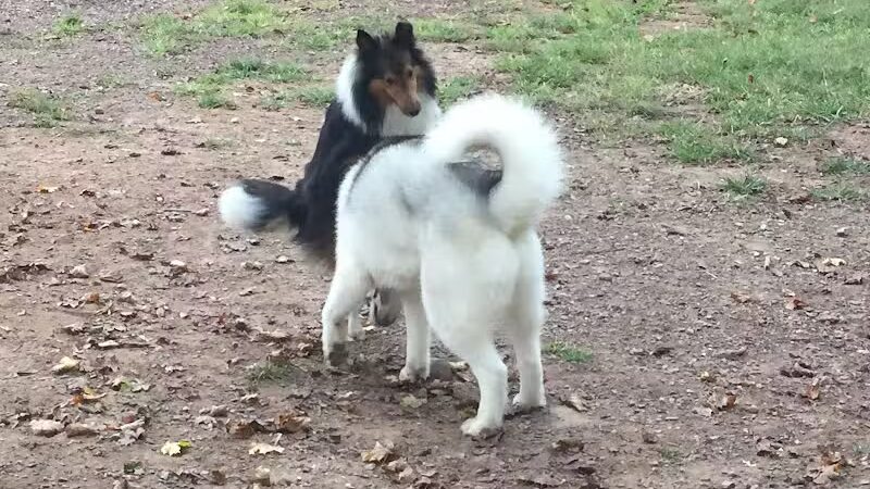 Twining Valley Dog Park - Dresher,