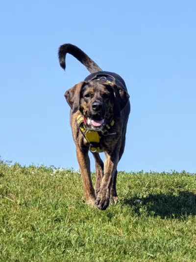 Twining Valley Dog Park - Dresher,