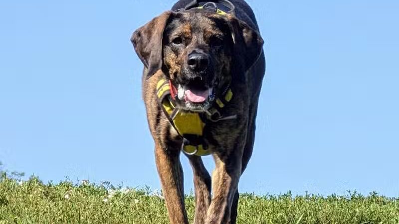 Twining Valley Dog Park - Dresher,