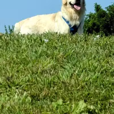Twining Valley Dog Park - Dresher,