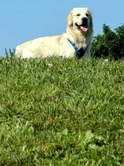 Twining Valley Dog Park - Dresher,