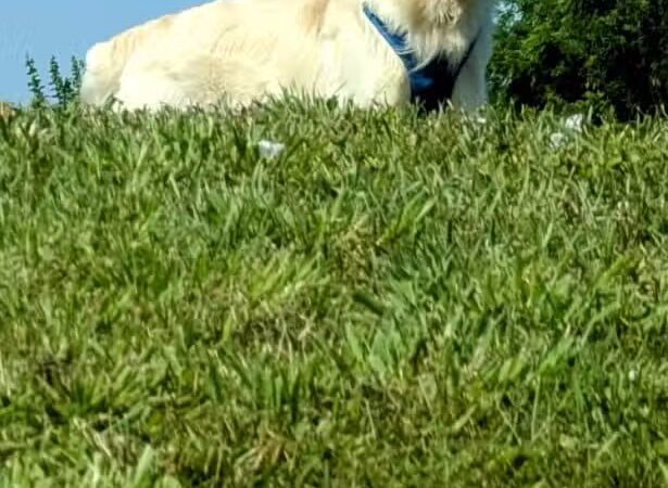 Twining Valley Dog Park - Dresher,