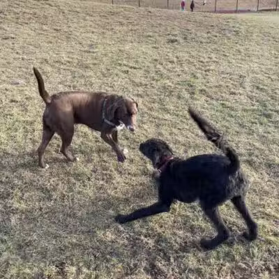 Twining Valley Dog Park - Dresher,
